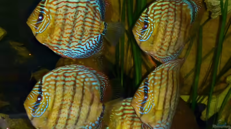 alle 7 ;-) mit Blitz kurz nach dem Einsetzen 21.03.2014 von ~Marco~ (89)