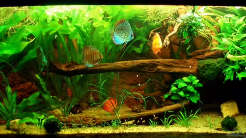 alle 7 auf einen Streich 24.05.11 von ~Marco~ (14)