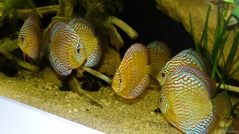 alle 7 mal mit Blitz 24.03.14 von ~Marco~ (88)