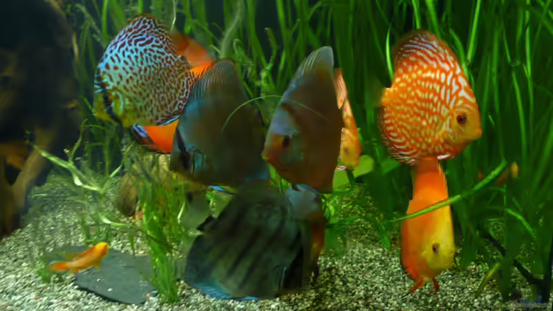 Alle am 06.10.2013 von Aqualady (11)