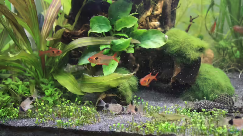 Alle Arten auf einen Blick von Pfennigkraut (21)