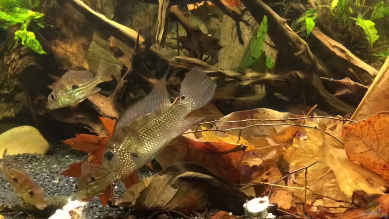 Alle bei der Fütterung  von Jonas B. (42)