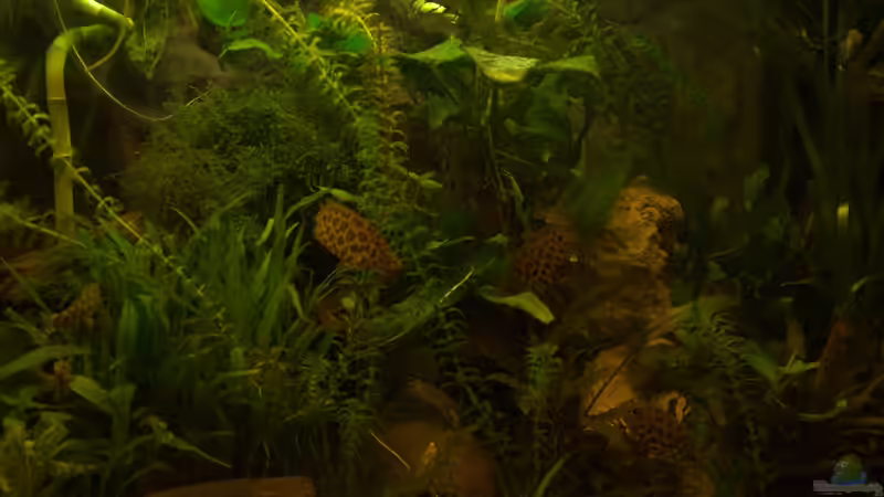 Alle beieinander von Der Buschfisch (34)