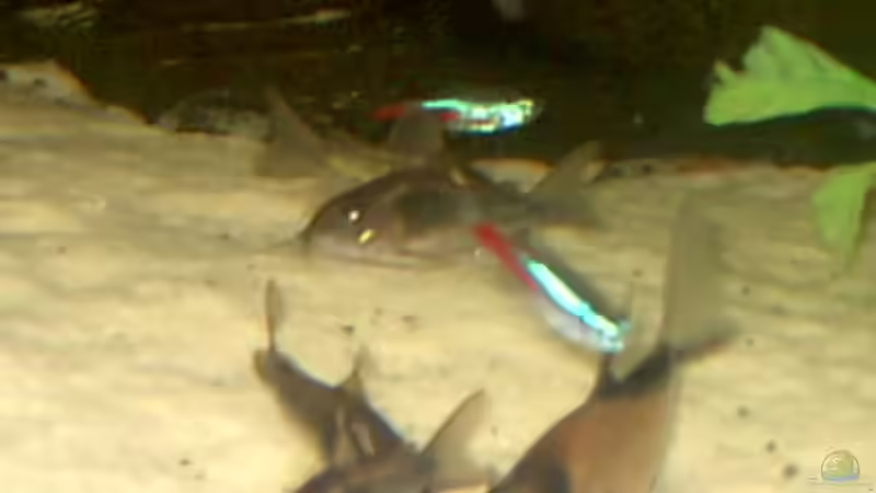 Alle beim Essen. von Robert Schröder (16)