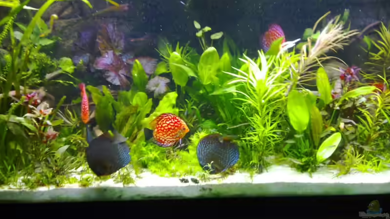 alle beim futtern von Matze 87 (16)