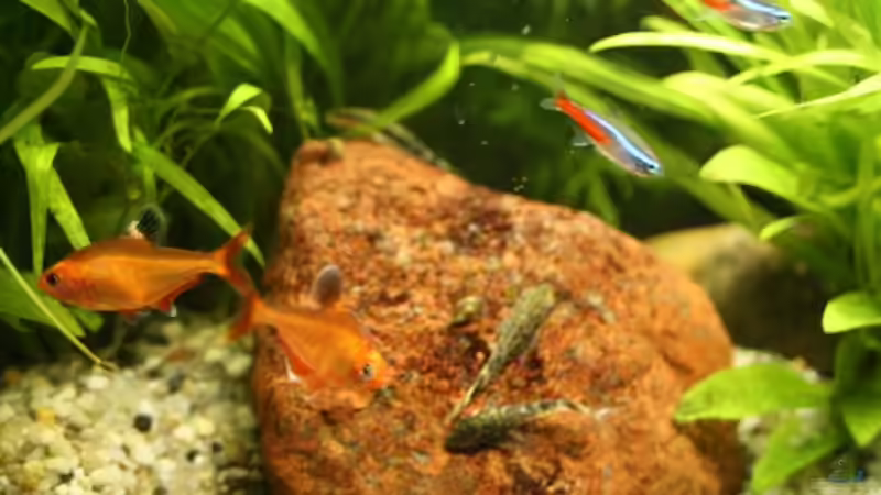 Alle Besatzarten auf einem Bick 16.01.2001 von Rotwein (13)