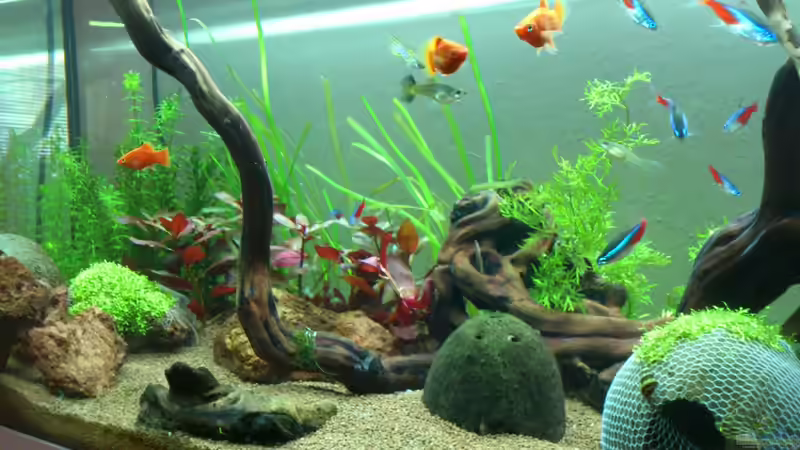 Alle Bewohner sond gerade nervös weil sie denken es gibt Futter :P  von &lt;---MARCO---&gt; (18)