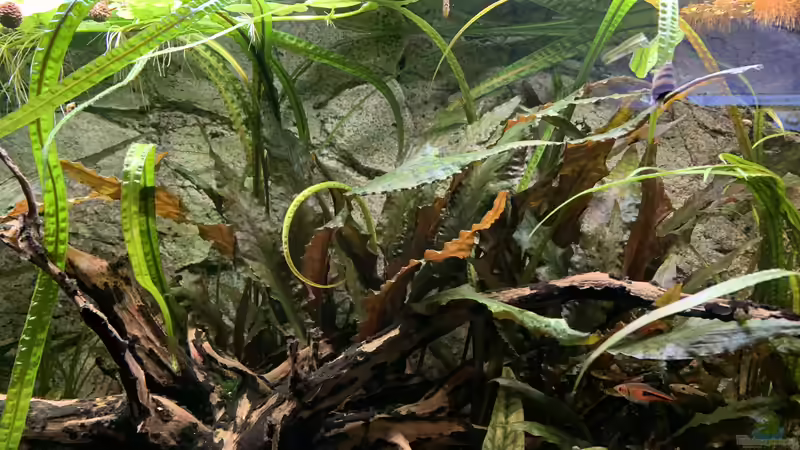 Alle Cryptocorynen zusammen von bluezone (5)