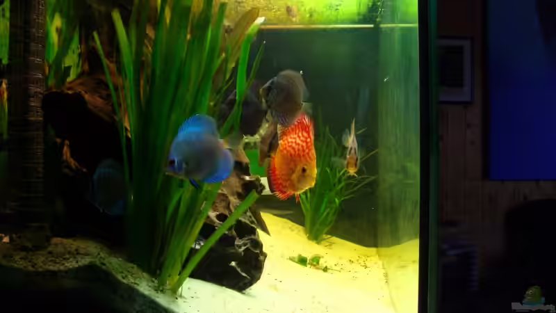alle Discus zusammen. Hier sieht man den Diamond Blue besonders schön von Trockenschwimmer (20)