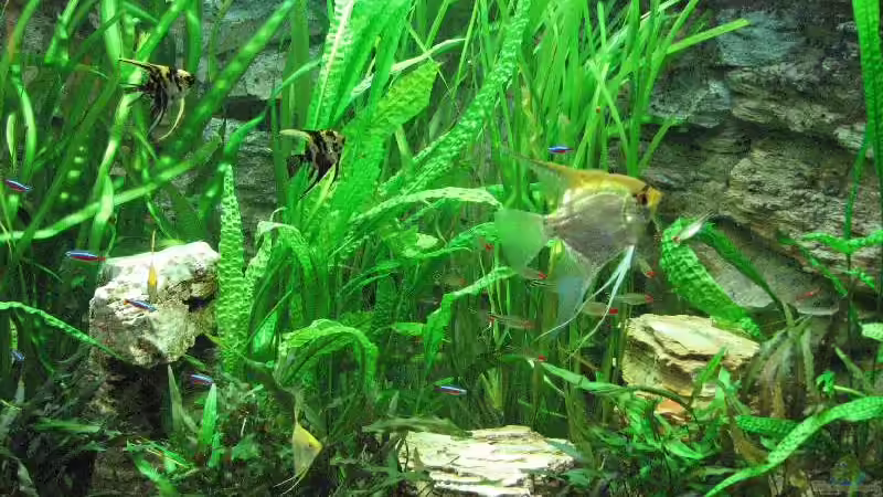 alle drei Pagodensteine von Bämbel (31)