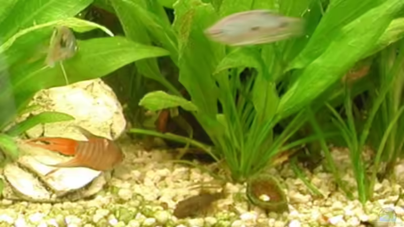 alle Fische einmal auf einem Fleck von Elke Loesch (10)