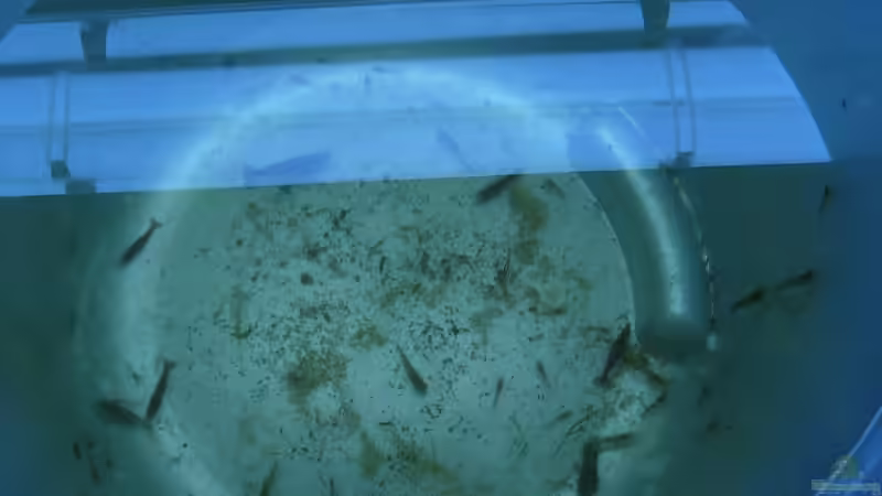 alle Garnelen... von Tim (22)