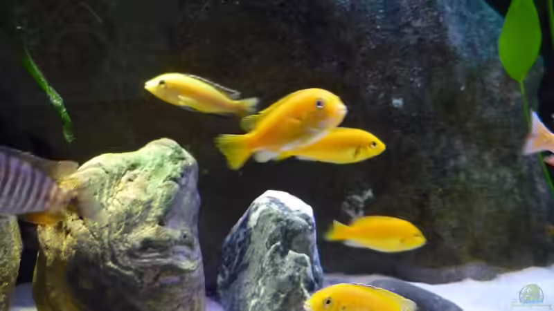 alle gelb, oder was? von Chris_R. (41)