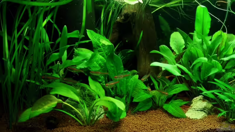 alle Glühlichtsalmler auf einen Streich 24.07.11 von ~Marco~ (47)