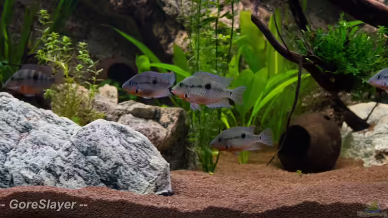 Alle in einem Bild ;-) von GoreSlayer (93)