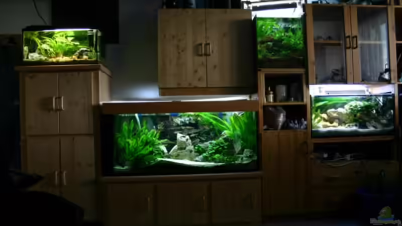 Alle meine Tanganjikabecken pracktisch daneben schlafe ich aber nur noch mit zugestopften von Christoph Klaus (3)