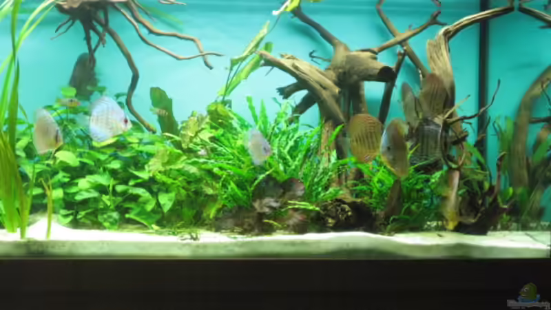 alle neuen Wurzeln von Korbi (13)