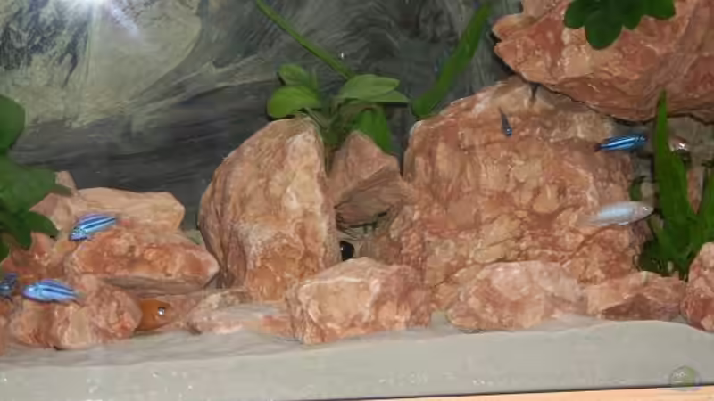 Alle noch sehr jung !! von Samson (6)