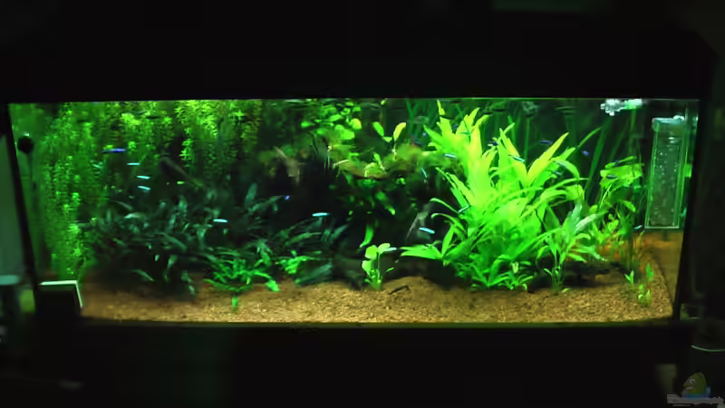 Alle Pflanzen aufeinmal von DennisTheMenis (6)