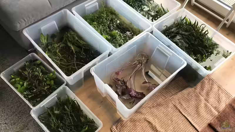 alle Pflanzen aus dem Becken von Der Nicky (21)