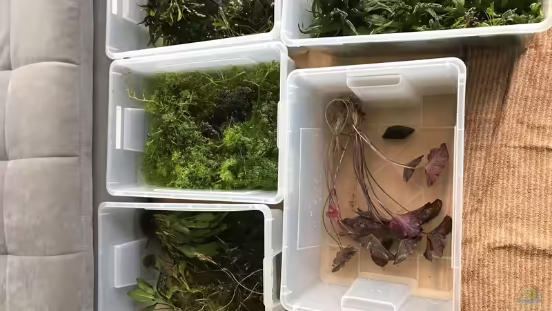 alle Pflanzen aus dem Becken von Der Nicky (23)