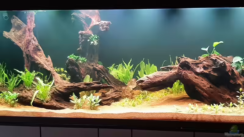 Alle Pflanzen eingesetzt von Memo (7)