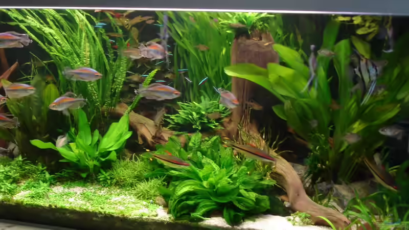 alle Pflanzen im Vordergrund von Grünhexe (124)