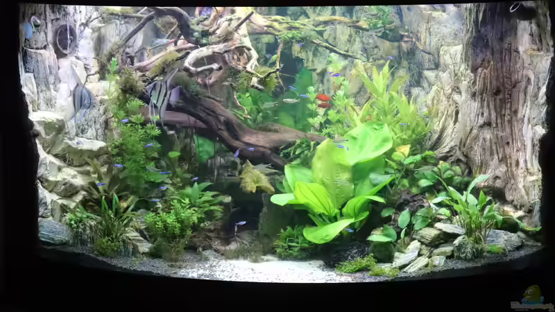 alle Pflanzen von Aquarienlandschaften (16)