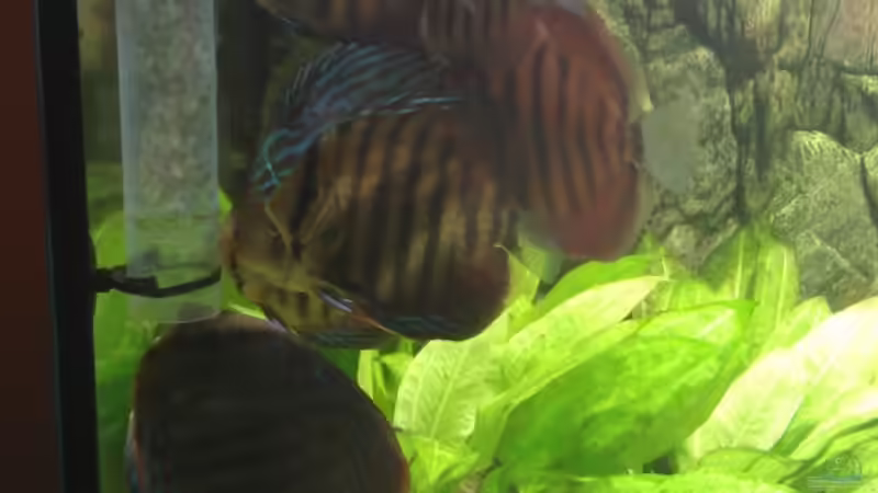 alle Pics wurden mit HTC Sensation ohne Blitz aufgenommen von Solitary (25)