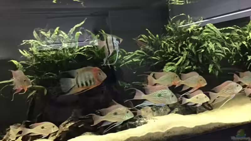 Alle Rabauken von Oliver Bartels (20)