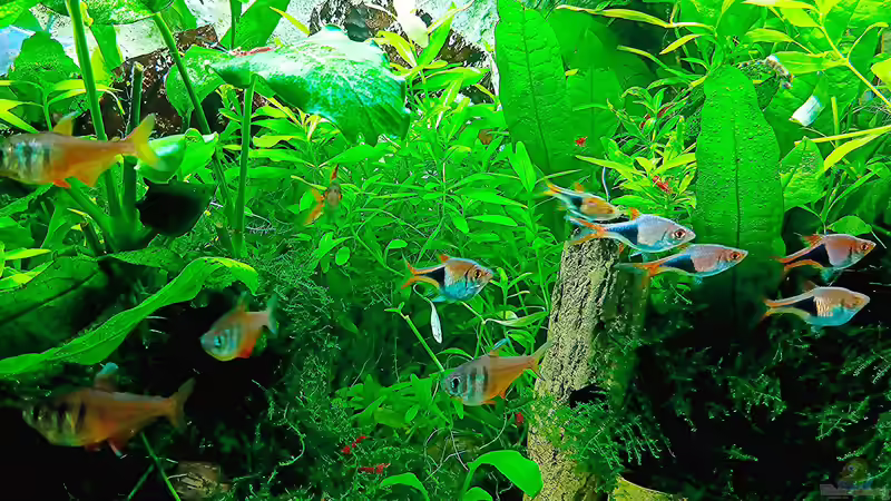 alle sind putz munter... von odin 68 (11)