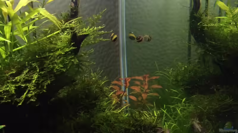 alle vier von Ayahuasca (176)