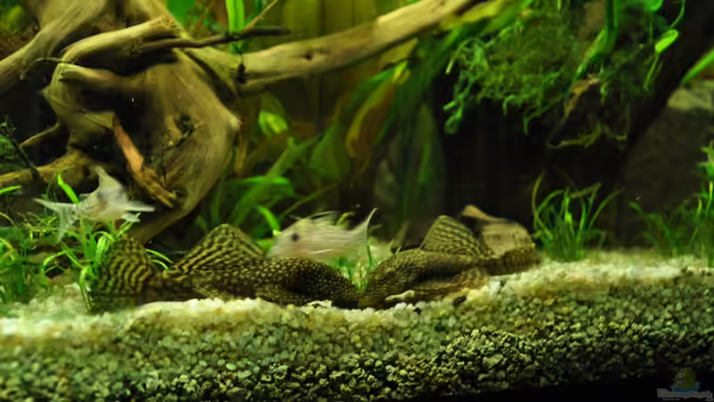 alle vier zusammen  von Andy90 (38)