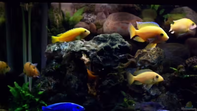 Alle von Andreas Hesse (32)