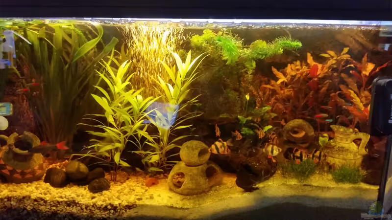 Alle von SvenDerGroße (8)