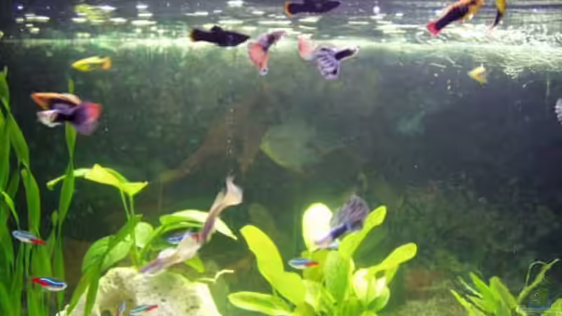 alle zusammen :) von Sven Lochner (10)