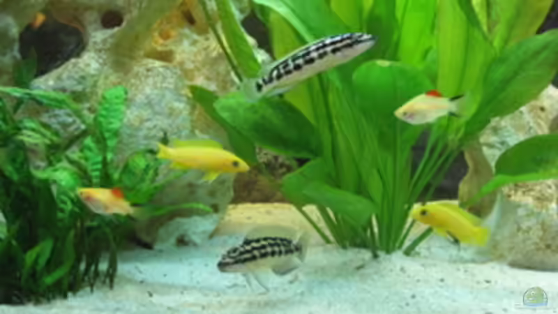 alle zusammen von Doris77 (4)