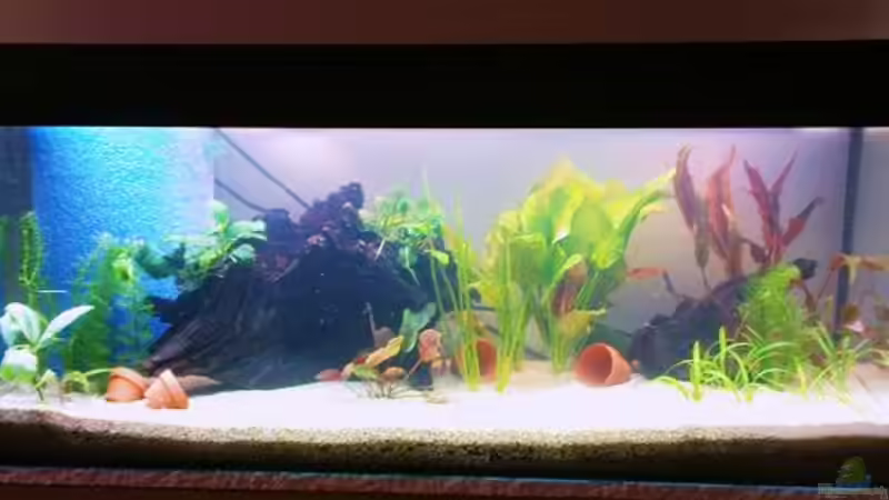 Aller Anfang... (1) von Zebraschneggla (2)