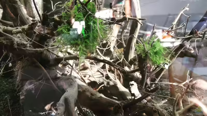 Aller Anfang... von Glücksscherbe (11)