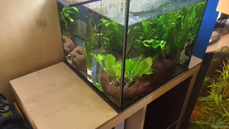 aller Anfang (als Quarantänebecken) von Danny (2)