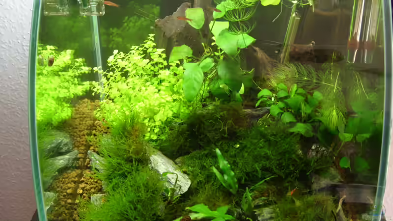 Aller Anfang ist schwer von Nanonana (3)