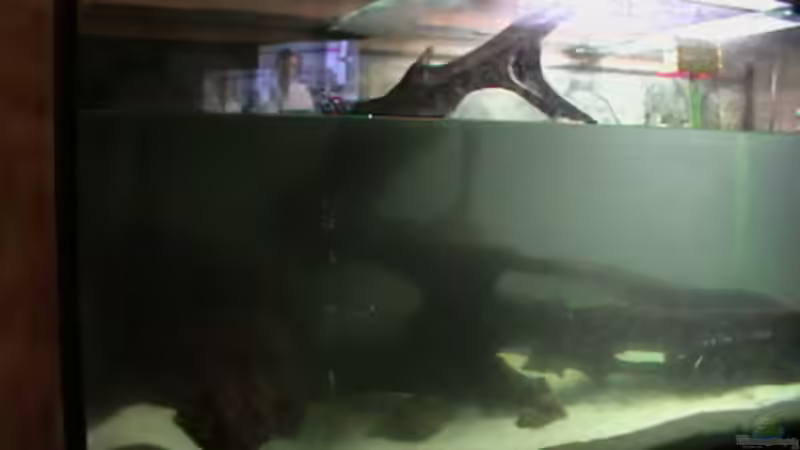 Aller Anfang ist trüb ... von welspapa (15)