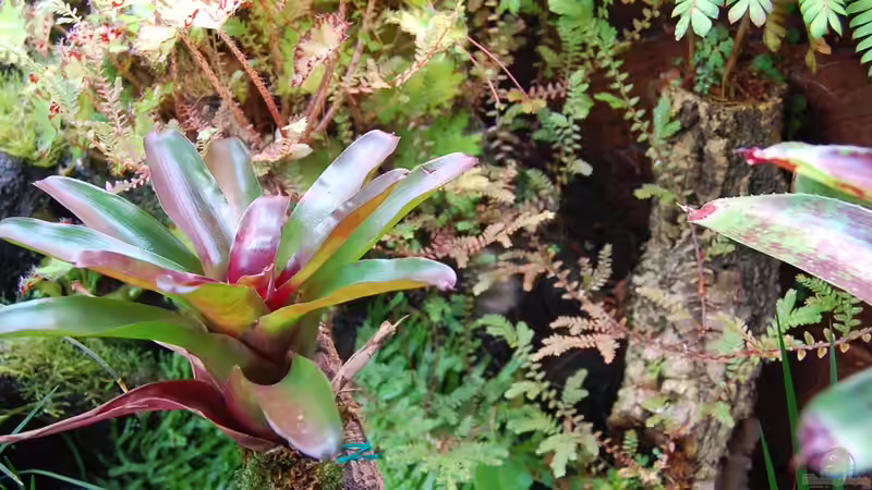 Alles.....nur Hochkant von Junglist (9)