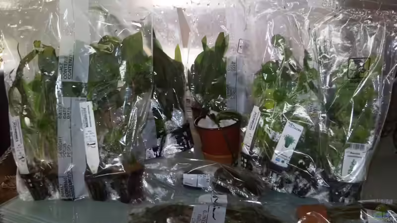 Alles aus dem Onlineversand von Bassley (14)