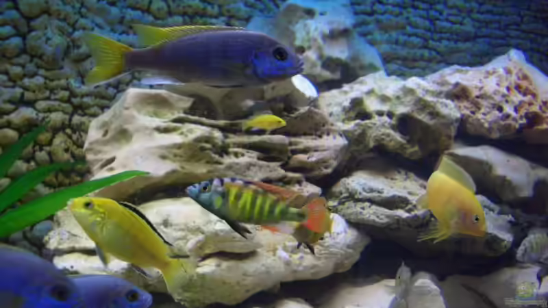 Alles bunt oder was? von Jürgen Kopp (10)