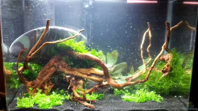 Alles drin. Die Wurzel schwimmt leider noch etwas von feuervogel-82 (4)