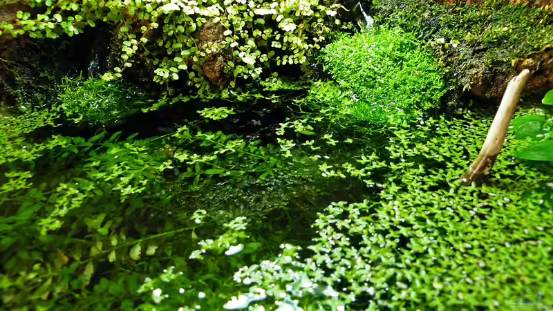 Alles Grünt - 01.08.2011 von bergfrau (16)