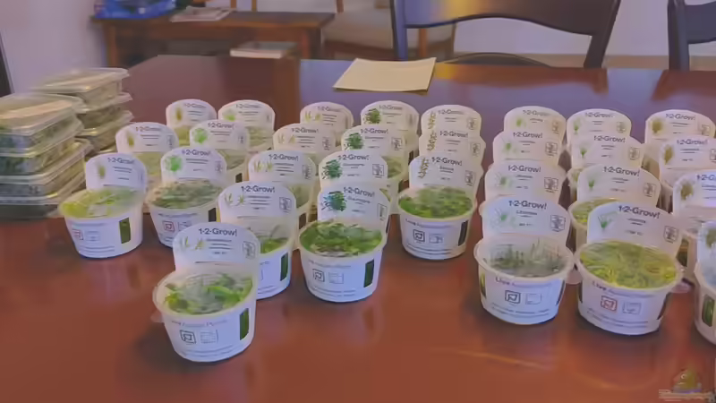 Alles InVitro gezogene Pflänzchen von PEM (3)