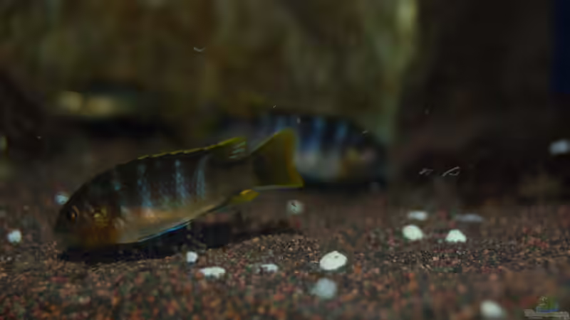 alles Nachwuchs von Christian Schlüter (24)