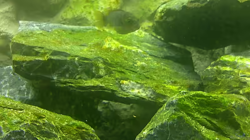 Alles toll und dann kam das !!! (Bild 1) von Volker Nagels (4)